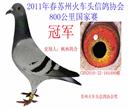 2011年国家赛郑州赛区苏州火车头冠军,火车头华东地区700公里分速3名,火车头郑州赛区品名3名 2011年国家赛郑州赛区苏州火车头冠军,火车头华东地区700公里分速3名,火车头郑州赛区品名3名