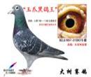 省赛鸽王 省赛鸽王