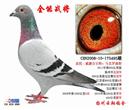 全能战将:一羽超级种赛鸽,从300公里-1000公里全力出击:300公里8名,500公里季军、殿军、12名、600公里7名、第一次1000公里8名、第二次1000公里归巢、第三次1000公里省联赛(900公里级)市冠军、县冠军、江苏省8名、、、超级遗传直子获500公里5名、特比环4名、1000公里19名、57名精彩不断、、、、 全能战将:一羽超级种赛鸽,从300公里-1000公里全力出击:300公里8名,500公里季军、殿军、12名、600公里7名、第一次1000公里8名、第二次1000公里归巢、第三次1000公里省联赛(900公里级)市冠军、县冠军、江苏省8名、、、超级遗传直子获500公里5名、特比环4名、1000公里19名、57名精彩不断、、、、