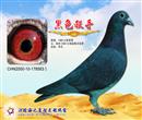 1000公里季军,纯种李鸟,2000年种鸽,每年直接子代年年参赛年年获奖。至今仍在作育种赛鸽 1000公里季军,纯种李鸟,2000年种鸽,每年直接子代年年参赛年年获奖。至今仍在作育种赛鸽