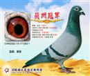 1500公里总冠军,同母异父鸽为哈密冠军,本舍很多年轻种鸽都是此兰州冠军的后代。发挥至五代。 1500公里总冠军,同母异父鸽为哈密冠军,本舍很多年轻种鸽都是此兰州冠军的后代。发挥至五代。