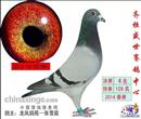 2014春滨州市信鸽协会春200公里冠军,500公里冠军,特比50元组冠军,200元组冠军山东沂蒙赛鸽公棚(春棚)决赛第十、191、369名,团体第四名,缴费3羽进奖3羽齐桓盛世赛鸽中心决赛第四名齐鲁兆佳赛鸽文化中心(春2棚)决赛第308名13188901803 2014春滨州市信鸽协会春200公里冠军,500公里冠军,特比50元组冠军,200元组冠军山东沂蒙赛鸽公棚(春棚)决赛第十、191、369名,团体第四名,缴费3羽进奖3羽齐桓盛世赛鸽中心决赛第四名齐鲁兆佳赛鸽文化中心(春2棚)决赛第308名13188901803