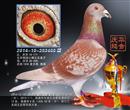 2014年庆华鸽舍赛绩鸽展示之二 2014年庆华鸽舍赛绩鸽展示之二