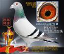 2014年庆华鸽舍赛绩鸽展示之三 2014年庆华鸽舍赛绩鸽展示之三