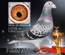 2014年庆华鸽舍赛绩鸽展示之四 2014年庆华鸽舍赛绩鸽展示之四