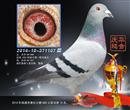 2014年庆华鸽舍赛绩鸽展示之七 2014年庆华鸽舍赛绩鸽展示之七