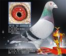 2014年庆华鸽舍赛绩鸽展示之六 2014年庆华鸽舍赛绩鸽展示之六
