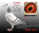 2014年第一次参加公棚赛的获奖鸽 2014年第一次参加公棚赛的获奖鸽