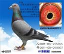 特留种鸽 特留种鸽