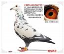 本身获:2014年雍阳秋季特比环500公里亚军,普赛4名(分速864米)。独揽指定鸽9项冠军,3项亚军,赢奖金77600元。280公里特比环18名普赛61名 特比环双关鸽王冠军
此鸽参赛年龄3个半月,因年龄小一路5~6级逆风归巢后10多分钟不进笼,无奈之下上房用手捉住扫瞄以至与双冠军失之交臂
本身获:2014年雍阳秋季特比环500公里亚军,普赛4名(分速864米)。独揽指定鸽9项冠军,3项亚军,赢奖金77600元。280公里特比环18名普赛61名 特比环双关鸽王冠军
此鸽参赛年龄3个半月,因年龄小一路5~6级逆风归巢后10多分钟不进笼,无奈之下上房用手捉住扫瞄以至与双冠军失之交臂