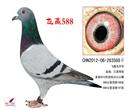 鸽 鸽