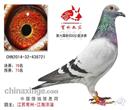 2014对与我来说是幸运的一年,这年我得了江苏云外水庄公棚决赛冠军,预赛73名决赛78名(同一羽),决赛222名。江苏铁鸽三项6关鸽王7名,江苏阳光赛鸽中心96名。虽说是很幸运但是其实我自己反思了下这些成绩也不是偶然得的,早在2012年我就得过江苏常州南江赛鸽公棚鸽王冠军(预赛19名决赛54名),江苏连云港神羽3关亚军双关11名(决赛16名预赛110名第一关36名),2013年春江苏双阳赛鸽公棚决赛67名,秋江苏阳光赛鸽赛鸽公棚决赛86名,江苏铁鸽三项188名。说也奇怪的很以上赛鸽得的成绩除2014年云外水庄222名不是同系,其他成绩均为同系姐妹鸽,兄弟鸽所培育。想想过去非常感慨,养鸽啊,并非一年之功,要想有成绩特别是公棚比赛非得10年磨一剑才行,培育出一路适合公棚赛的赛鸽非常艰难。你得不断的去试验,不断的总结,其间的郁闷和苦涩可能好多人不懂。嘿嘿我的云外冠军鸽和,阳光96名可是同母哦,它们的母亲和铁鸽6关鸽王7名的母亲是亲姐妹。好了不在多说什么了以后有机会在给大家说说我养鸽的故事吧。江苏:江海洋溢 2014对与我来说是幸运的一年,这年我得了江苏云外水庄公棚决赛冠军,预赛73名决赛78名(同一羽),决赛222名。江苏铁鸽三项6关鸽王7名,江苏阳光赛鸽中心96名。虽说是很幸运但是其实我自己反思了下这些成绩也不是偶然得的,早在2012年我就得过江苏常州南江赛鸽公棚鸽王冠军(预赛19名决赛54名),江苏连云港神羽3关亚军双关11名(决赛16名预赛110名第一关36名),2013年春江苏双阳赛鸽公棚决赛67名,秋江苏阳光赛鸽赛鸽公棚决赛86名,江苏铁鸽三项188名。说也奇怪的很以上赛鸽得的成绩除2014年云外水庄222名不是同系,其他成绩均为同系姐妹鸽,兄弟鸽所培育。想想过去非常感慨,养鸽啊,并非一年之功,要想有成绩特别是公棚比赛非得10年磨一剑才行,培育出一路适合公棚赛的赛鸽非常艰难。你得不断的去试验,不断的总结,其间的郁闷和苦涩可能好多人不懂。嘿嘿我的云外冠军鸽和,阳光96名可是同母哦,它们的母亲和铁鸽6关鸽王7名的母亲是亲姐妹。好了不在多说什么了以后有机会在给大家说说我养鸽的故事吧。江苏:江海洋溢