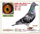 中信论坛有几位坛友说:自信来自于实力,你自信吗?我自信,去年由于种种,种种原因我只交一只在我当地最有影响力的公棚“国奥”三关赛,关关都入围名次居中,热身赛取100名我取得57名,预赛取200名我取得142名,决赛取600名我取得242名;中信在搞2014年的总结,我能总结些什么?这只赛鸽为什么三关都入围;为什么名次只居中,如果再加距会有什么可能,我非常自信的说,如果再加距名次会更好。因为它是800公里当日归和多关鸽王737的后代。它的外公是800公里当日归(四川省首次800公里当日归)亚军的直孙。
它的爷爷奶奶都是东线“万县”名次鸽(已记不清名次了),爷爷和外公是同母异父的兄弟,哎哟太复杂了,不要去背血统了,一句话,良好的血统是基础,细致的养功是条件,两者缺一不可,这就是我2014年的总结。
中信论坛有几位坛友说:自信来自于实力,你自信吗?我自信,去年由于种种,种种原因我只交一只在我当地最有影响力的公棚“国奥”三关赛,关关都入围名次居中,热身赛取100名我取得57名,预赛取200名我取得142名,决赛取600名我取得242名;中信在搞2014年的总结,我能总结些什么?这只赛鸽为什么三关都入围;为什么名次只居中,如果再加距会有什么可能,我非常自信的说,如果再加距名次会更好。因为它是800公里当日归和多关鸽王737的后代。它的外公是800公里当日归(四川省首次800公里当日归)亚军的直孙。
它的爷爷奶奶都是东线“万县”名次鸽(已记不清名次了),爷爷和外公是同母异父的兄弟,哎哟太复杂了,不要去背血统了,一句话,良好的血统是基础,细致的养功是条件,两者缺一不可,这就是我2014年的总结。