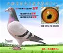 和百太公棚一起送交安徽省临泉鑫泉公棚赛鸽中心6羽信鸽,决赛归三羽,此鸽获得该公棚480公里2800多羽决赛亚军,血统来自上海(小香港)曹初忠的四大天王后代。 和百太公棚一起送交安徽省临泉鑫泉公棚赛鸽中心6羽信鸽,决赛归三羽,此鸽获得该公棚480公里2800多羽决赛亚军,血统来自上海(小香港)曹初忠的四大天王后代。