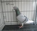 这只幼鸽有点“倔”
2014年初再次起棚养鸽,中断了十几年的养鸽梦终于得以延续……
一年来,访前辈,交高手,查资料,觅经验,理思路,寻捷径,以求较快缩短差距。但是冰冻三尺非一日之寒,心急吃不了热豆腐,几经辗转弄了几对种鸽和几只幼鸽,真正开始了种、养、训的“体验”。然而真是象人们调侃的一样“理想只是丰满的,现实只是骨感的”,初始阶段,丢的、病的、死的接踵而至,弄的几乎信心尽失。
好在逆境中有几只幼鸽顽强的生存了下来,在当年秋季竞赛中有3只飞出了84、131、207名次;特别值得一提的是一羽石斑白条小雄在病情好转后,不满6个月,就参加北京大兴900公里级别的竟翔,并获得佳绩:
10月17日,参加300公里竟翔,次日7:35归巢;
10月24日,参加400公里竟翔,次日7:30归巢;
11月2日,参加500公里竟翔,当日14:43归巢。
11月14日,参加第八届全国千公里竟翔(900公里级别),于15日 11:07归巢,分速为938.2938。安徽省混合排名205名;安徽省900公里级混合排名31名;安徽省“黄山杯”第三赛区混 这只幼鸽有点“倔”
2014年初再次起棚养鸽,中断了十几年的养鸽梦终于得以延续……
一年来,访前辈,交高手,查资料,觅经验,理思路,寻捷径,以求较快缩短差距。但是冰冻三尺非一日之寒,心急吃不了热豆腐,几经辗转弄了几对种鸽和几只幼鸽,真正开始了种、养、训的“体验”。然而真是象人们调侃的一样“理想只是丰满的,现实只是骨感的”,初始阶段,丢的、病的、死的接踵而至,弄的几乎信心尽失。
好在逆境中有几只幼鸽顽强的生存了下来,在当年秋季竞赛中有3只飞出了84、131、207名次;特别值得一提的是一羽石斑白条小雄在病情好转后,不满6个月,就参加北京大兴900公里级别的竟翔,并获得佳绩:
10月17日,参加300公里竟翔,次日7:35归巢;
10月24日,参加400公里竟翔,次日7:30归巢;
11月2日,参加500公里竟翔,当日14:43归巢。
11月14日,参加第八届全国千公里竟翔(900公里级别),于15日 11:07归巢,分速为938.2938。安徽省混合排名205名;安徽省900公里级混合排名31名;安徽省“黄山杯”第三赛区混