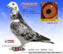 2014年春安徽百太公棚首届决赛500公里2500羽决赛成绩鸽,该鸽父亲乔斯托内多次送人归,自然配对。 2014年春安徽百太公棚首届决赛500公里2500羽决赛成绩鸽,该鸽父亲乔斯托内多次送人归,自然配对。