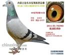 战友联合鸽舍2014年成绩 战友联合鸽舍2014年成绩