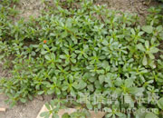 绿色保健品：马齿苋(图)