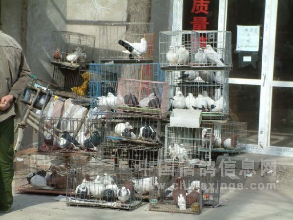 北京沙河农贸市场鸽市掠影
