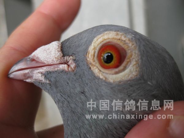 第十届国家赛（四川省）500公里冠军鸽眼睛