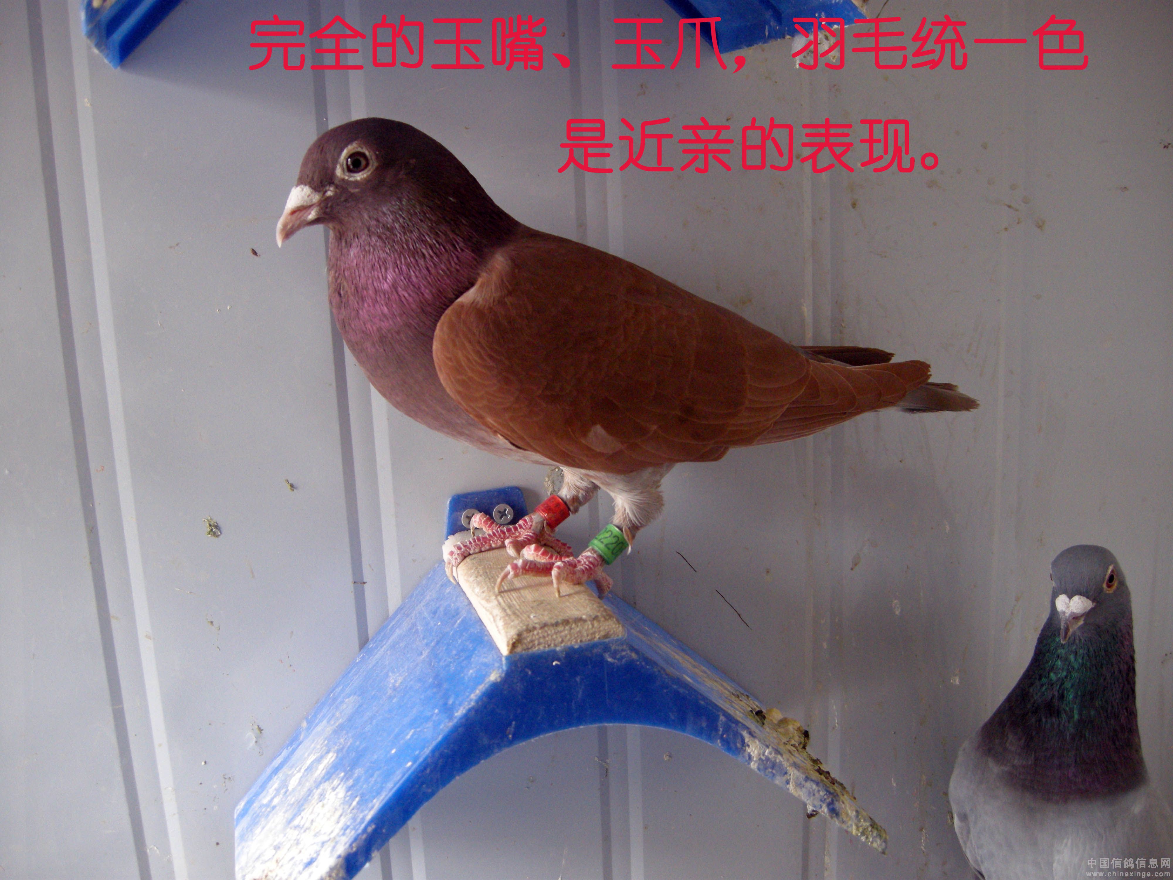黑龙江伟路国际赛鸽公棚照片查看-中国信鸽信息网各地公棚