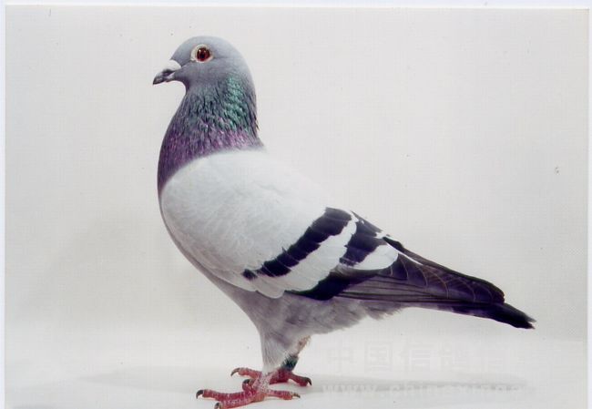 宝钢500公里冠军