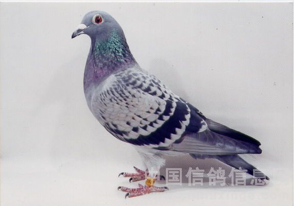 宝钢500公里季军