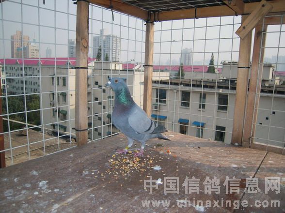 300公里冠军灰雄