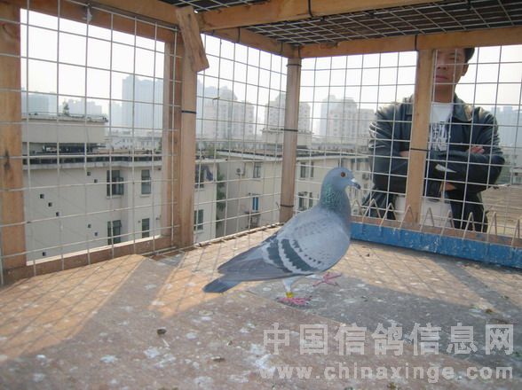 五名点雌与冠军同孵