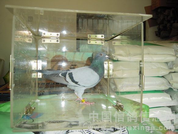 六名赛鸽为宝山区冠军