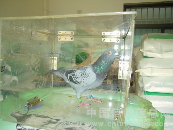 十名赛鸽挺拔的雄姿