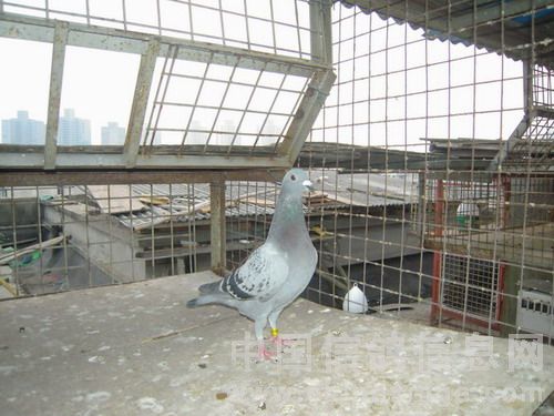 亚军鸽在鸽棚