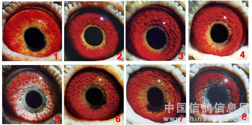 霍夫曼的信鸽子的眼睛志研究(图)