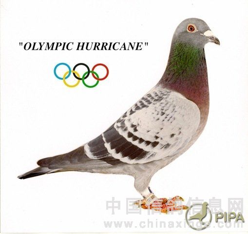 飓风奥林匹克(olympic hurricane)获得幼鸽鸽王季军     芭贝特