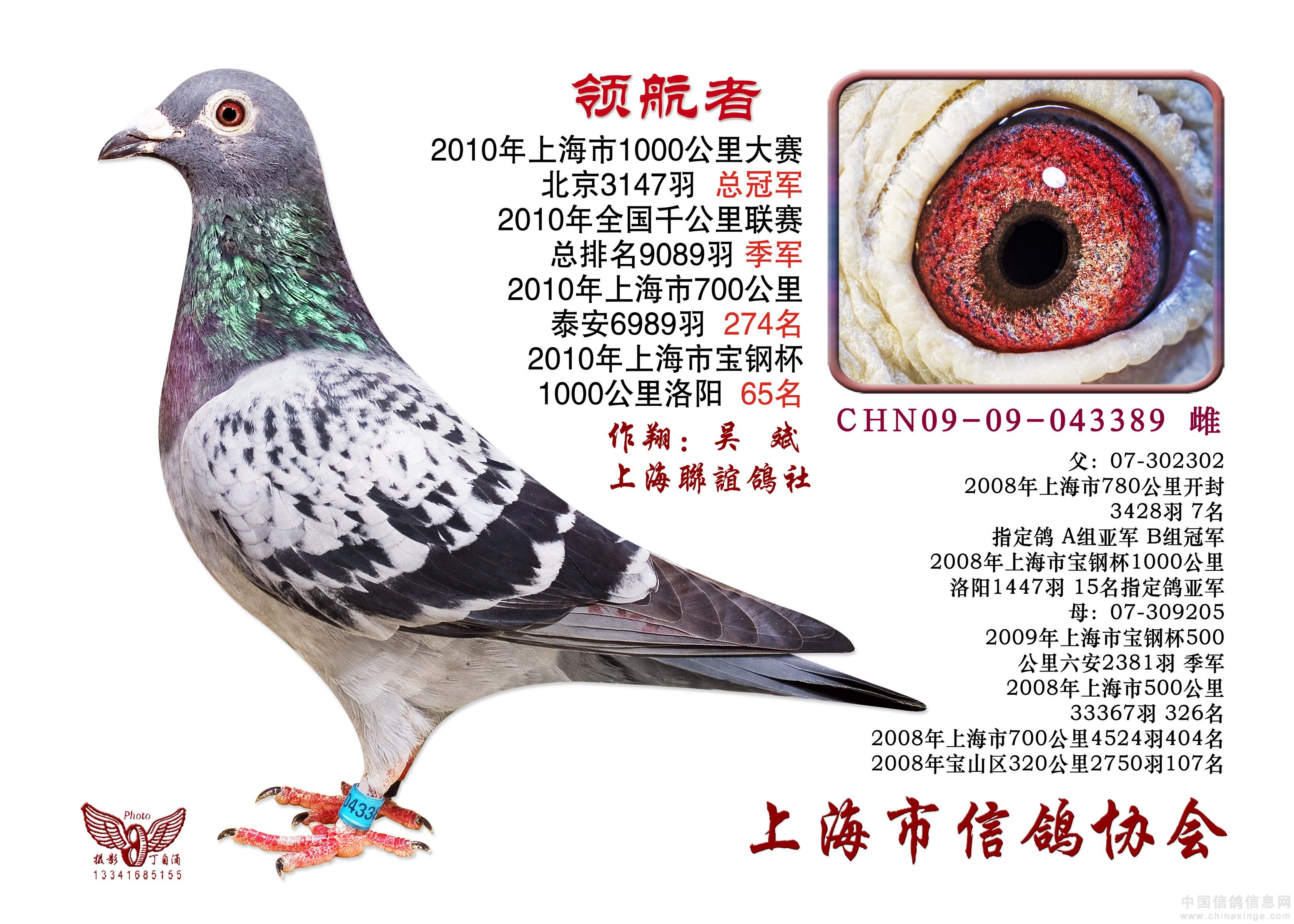 上海鸽子禽流感