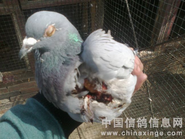 300公里鹰抓归巢后