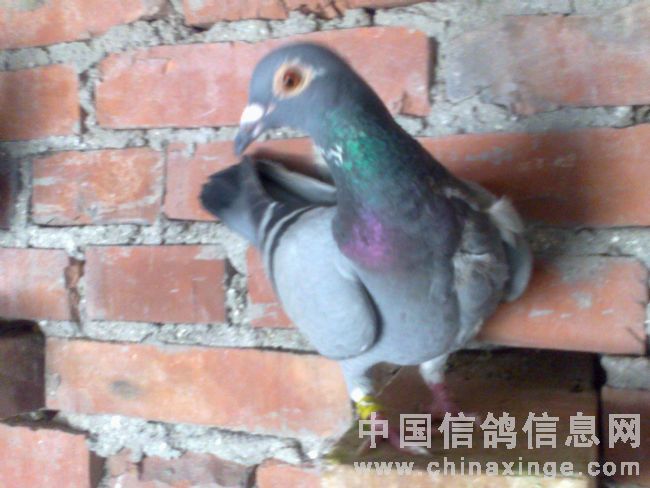 �˺��Ժ�500����鳲43��