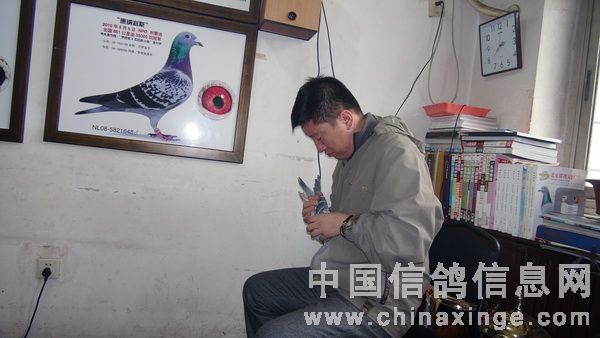 开尔鸽业和盖比(图)