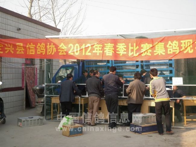 集鸽现场