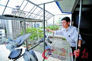 吴国辉正在喂养信鸽,进行放飞训练。