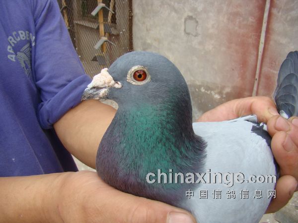 058ھͬʱ鳲