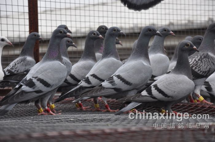 信鸽鸽粮里面都有什么粮食 20120707104209250.jpg