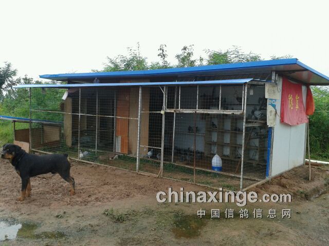 周斌搭建的鸽棚及种狗