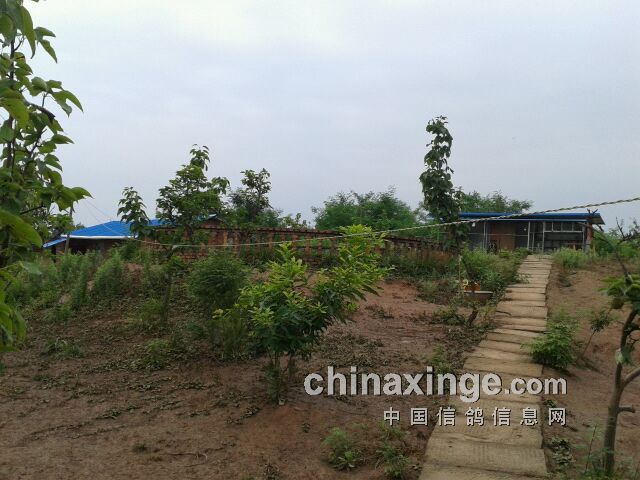 周斌搭建的住房(左)及鸽棚(右)