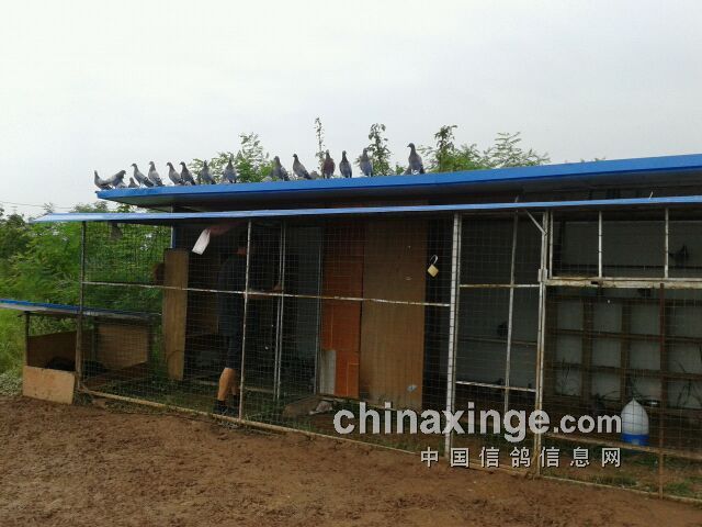 鸽棚近照