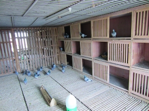 爬上3楼,走到一间放着四排木质鸽笼的房间里,杨振东指着笼里的一只