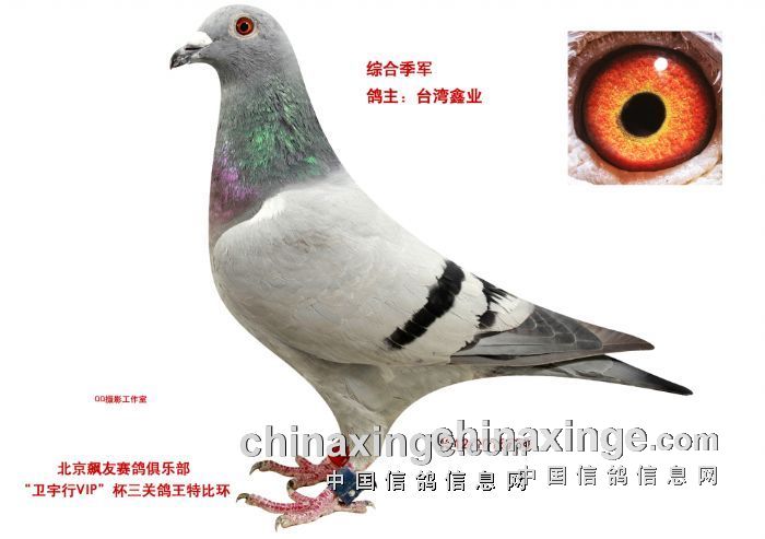 (四)前三名的拍卖价格     鸽王第三名,台湾鑫业