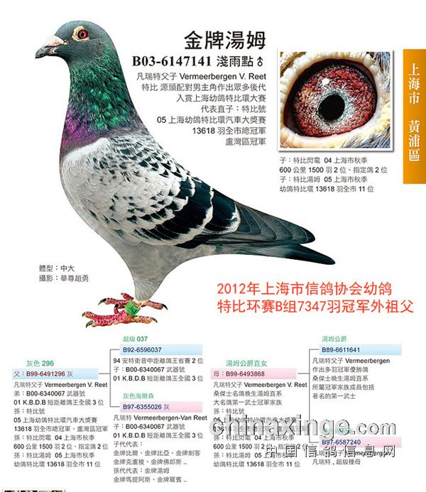 王臣还作出2012年上海市信鸽协会一岁鸽特比环赛9823羽季军,拿下