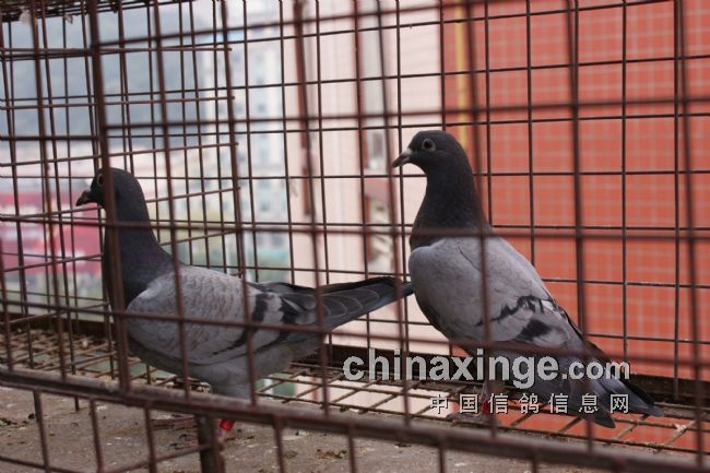 上海黄粹良蓬莱信鸽舍2007年上海放北京第陆名父亲和陆名母与2009年上海放厦门30的子代.jpg