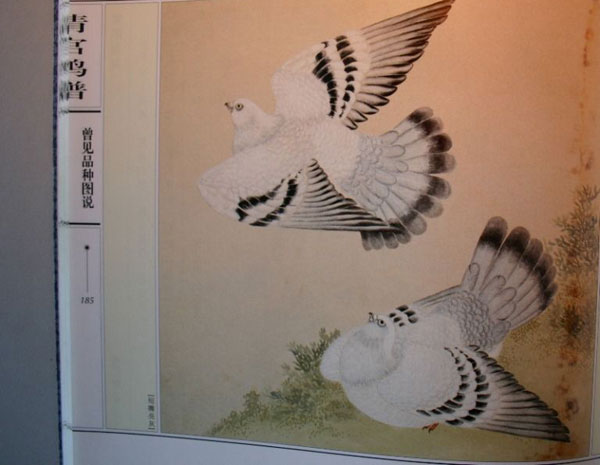 北京延庆信鸽协会：打造爱鸽人士的沟通交流平台